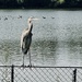 Heron on the Fence by marylandgirl58