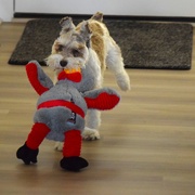 15th Sep 2025 - Fetch the Pirate