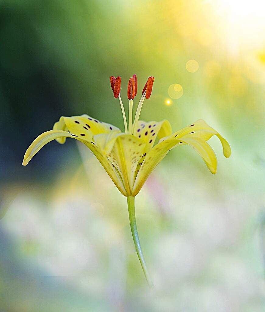 Yellow Tiger Lily by lynnz