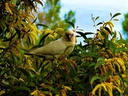 16th Sep 2025 -   One Corella Came Back Later ~ 
