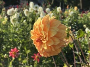 15th Sep 2025 - 15september