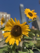 16th Sep 2025 - Sunflowers being pollinated