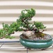 The art of Bonsai by leggzy