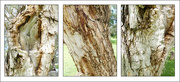 16th Sep 2025 - Melaleuca Tree Bark