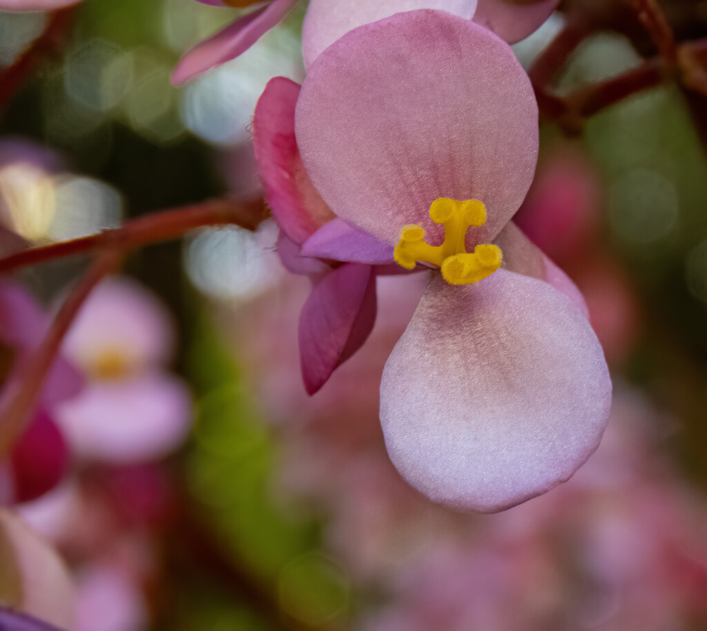 sweet begonia by koalagardens