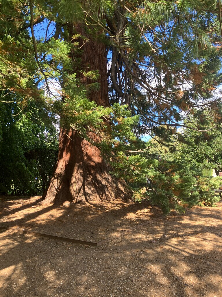 California Incense Tree by foxes37