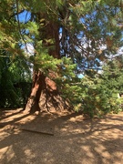 15th Sep 2025 - California Incense Tree