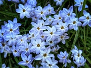 16th Sep 2025 - Blue spring flowers