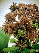 16th Sep 2025 - Joe Pye Weed