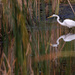Egret Hunting at the Pond by tosee