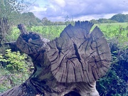 16th Sep 2025 - More than one Kerf