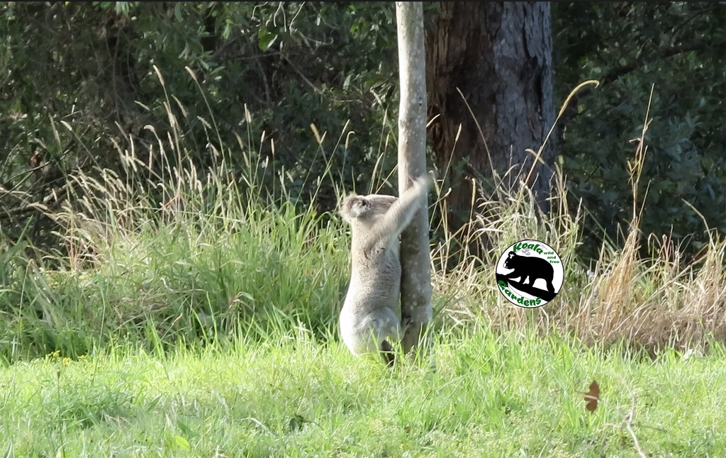 another one mine by koalagardens