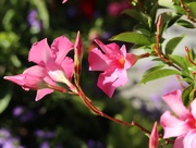 16th Sep 2025 - An Exotic Touch