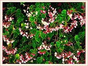 17th Sep 2025 - My Beautiful Begonias ~