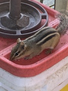 16th Sep 2025 - All Gone