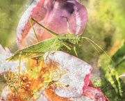 15th Sep 2025 - katydid