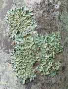 17th Sep 2025 - Lichen