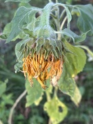 17th Sep 2025 - Wrapping up the season