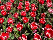 17th Sep 2025 - Tulips