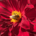 Bee on Dahlia by 365projectmaxine