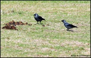 17th Sep 2025 - Jackdaws