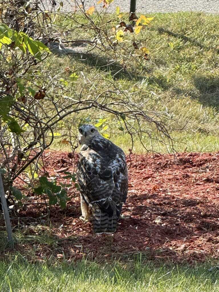 Patiently Waiting  by lisab514