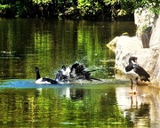 18th Sep 2025 - Hey, Watch Who You're Splashing ~