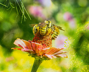 16th Sep 2025 - trio of bees