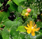 17th Sep 2025 - Three Stages in the Rain