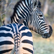 17th Sep 2025 - Botswana Day 6 - 1