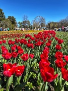 18th Sep 2025 - More floriade