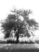 18th Sep 2025 - Squint