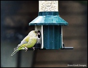 18th Sep 2025 - Enjoying his food