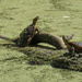 Turtles Sunning Themselves by tosee