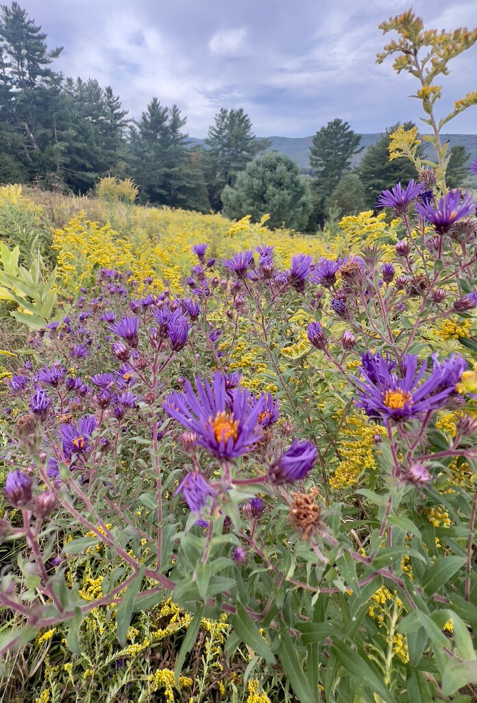 Art in Nature by corinnec