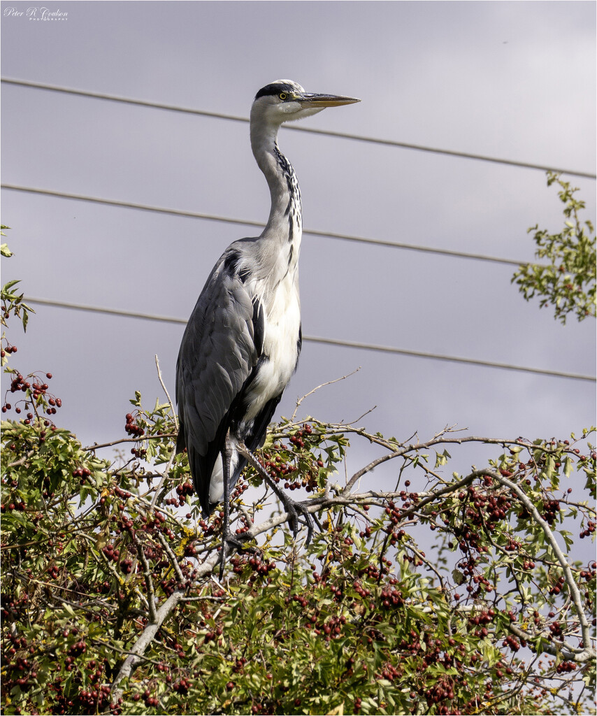 Heron on lookout  by pcoulson