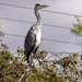 Heron on lookout  by pcoulson
