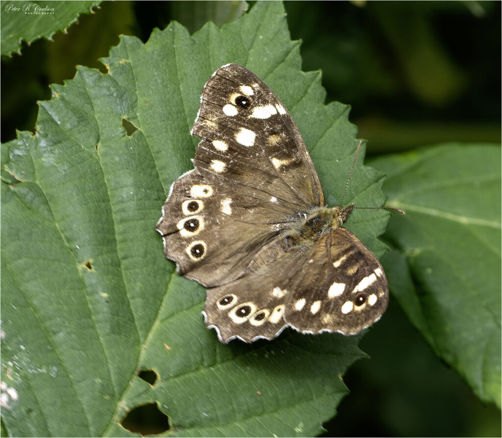 Speckled wood Butterfly by pcoulson