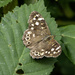 Speckled wood Butterfly