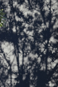 16th Sep 2025 - Olive tree's shadow