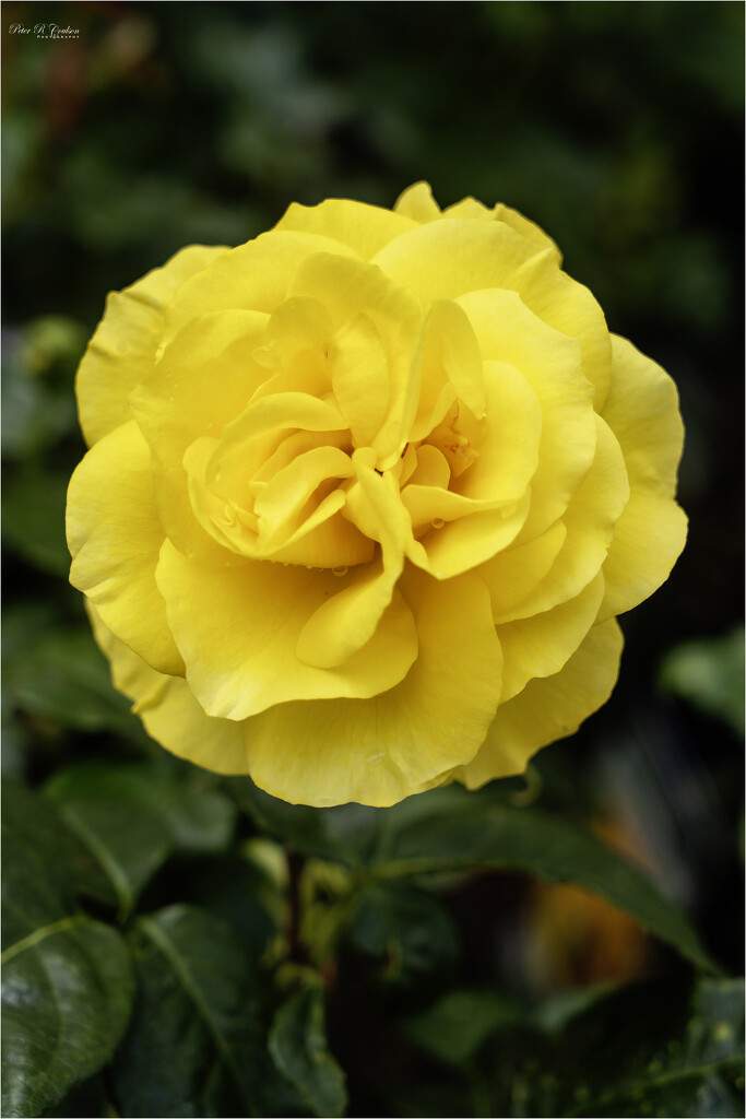 Yellow Rose by pcoulson