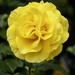 Yellow Rose