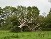 18th Sep 2025 - A sculpture in nature