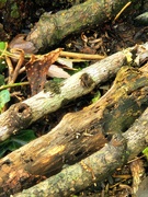 18th Sep 2025 - Woodsy