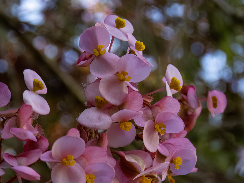 part of one flower head by koalagardens