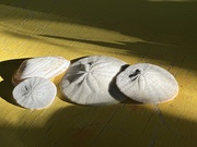 18th Sep 2025 - Sand dollars