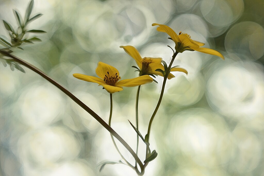 Biden~~~~~~ by ziggy77