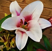 19th Sep 2025 - Just A Lily ~