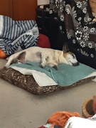 19th Sep 2025 - Minding Frankie 