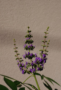 9th Sep 2025 - Vitex